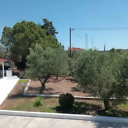In Olive Grove